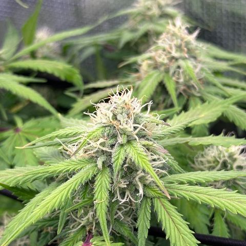 Chichona kush growlog photo: Se miraron mucho mejor después del riego de baticuca