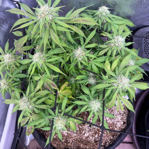 Chichona kush growlog photo: Se miraron mucho mejor después del riego de baticuca