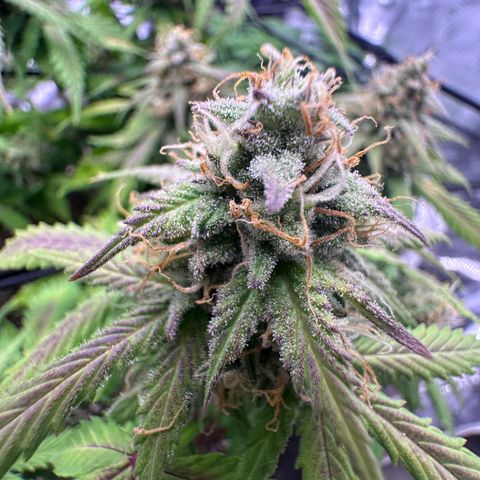 Chichona kush growlog timeline photo