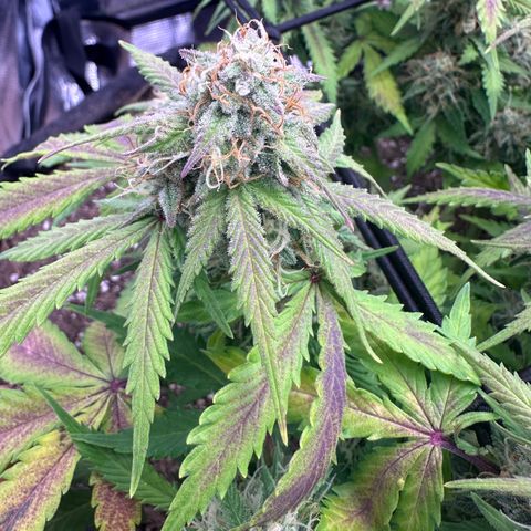 Chichona kush growlog timeline photo