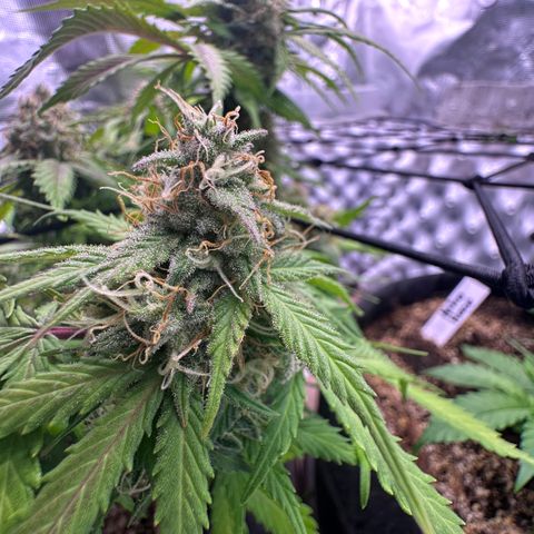 Chichona kush growlog timeline photo