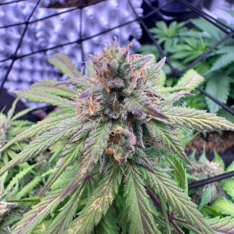 Chichona kush growlog timeline photo