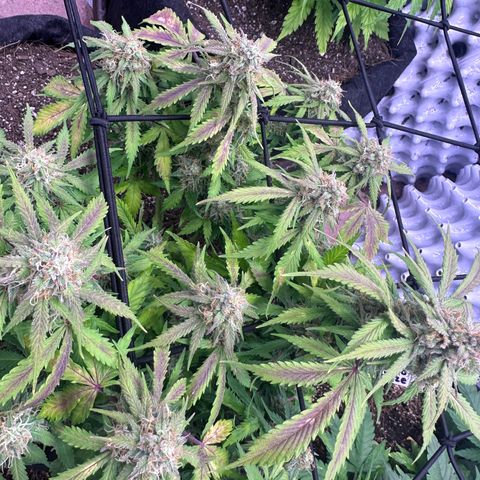 Chichona kush growlog timeline photo