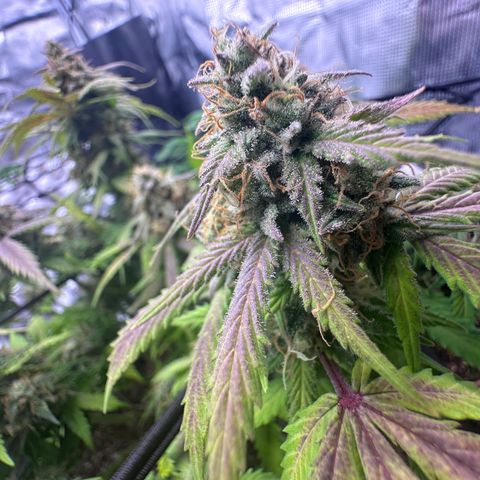 Chichona kush growlog timeline photo
