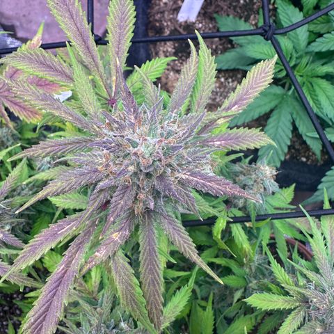Chichona kush growlog timeline photo