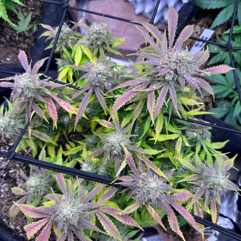 Chichona kush growlog timeline photo