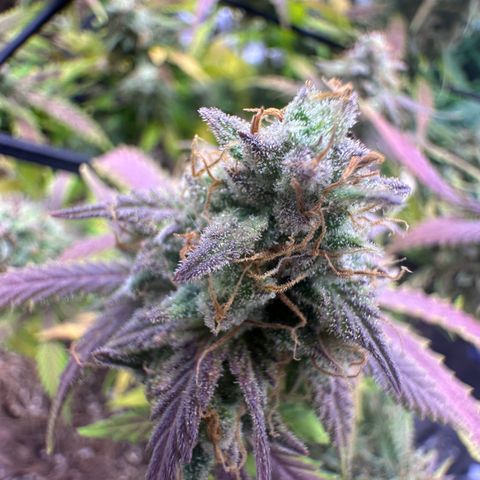 Chichona kush growlog timeline photo