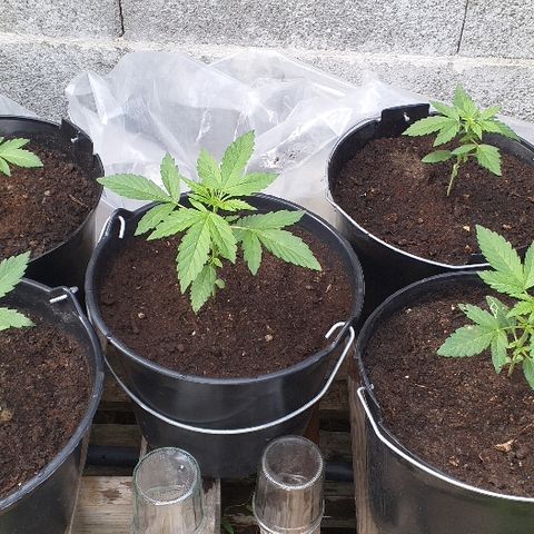 Quick One growlog timeline photo