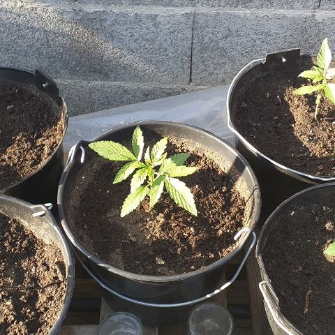 Quick One growlog timeline photo