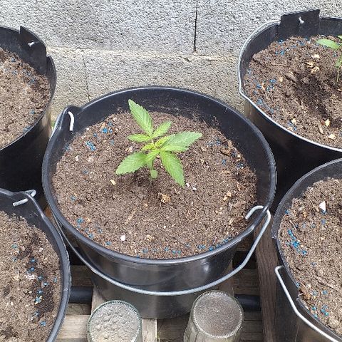 Quick One growlog timeline photo