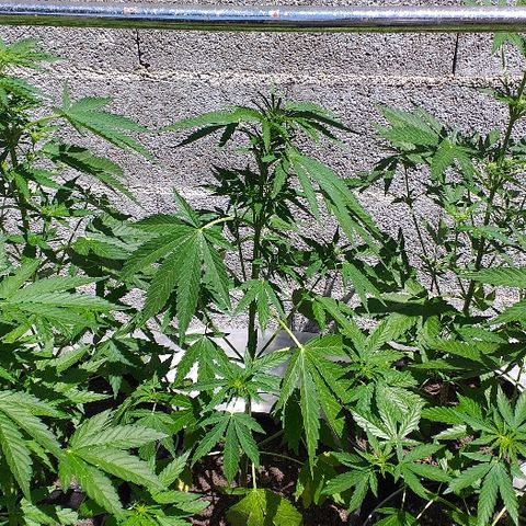 Quick One growlog timeline photo