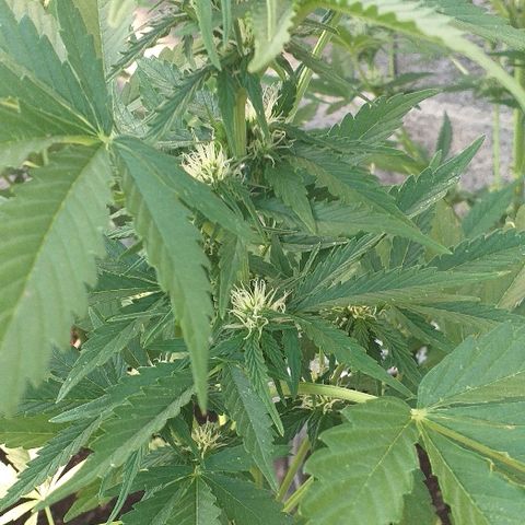 Quick One growlog timeline photo