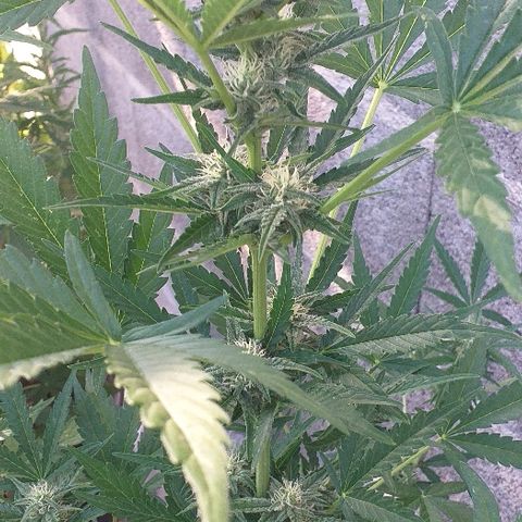 Quick One growlog timeline photo