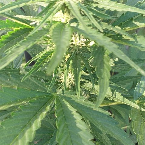Quick One growlog timeline photo