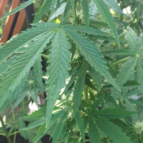 Quick One growlog timeline photo