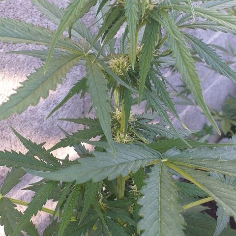 Quick One growlog timeline photo