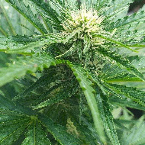 Quick One growlog timeline photo