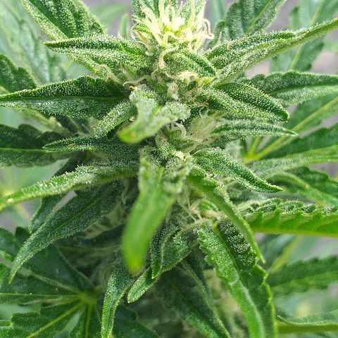 Quick One growlog timeline photo