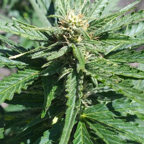 Quick One growlog timeline photo