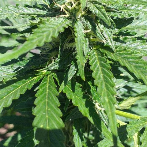 Quick One growlog timeline photo