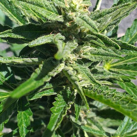 Quick One growlog timeline photo