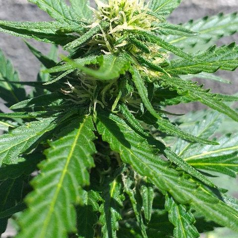 Quick One growlog timeline photo