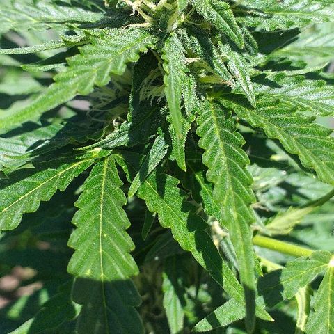 Quick One growlog timeline photo