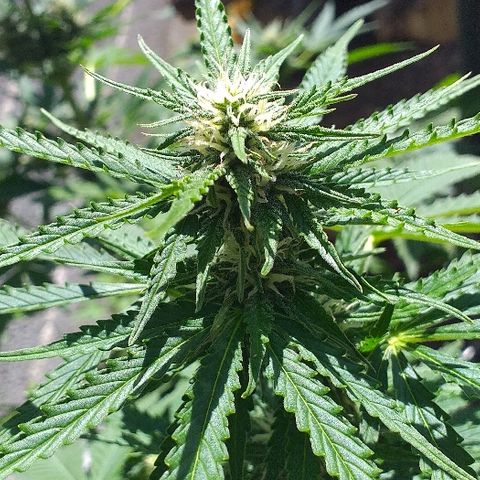 Quick One growlog timeline photo