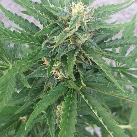 Quick One growlog timeline photo