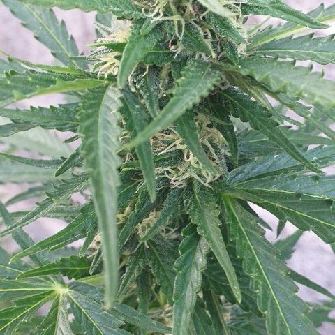 Quick One growlog timeline photo