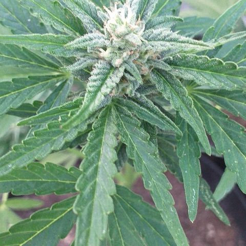 Quick One growlog timeline photo