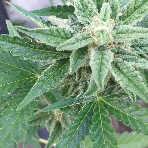 Quick One growlog timeline photo