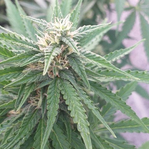 Quick One growlog timeline photo
