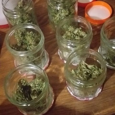 Quick One growlog timeline photo
