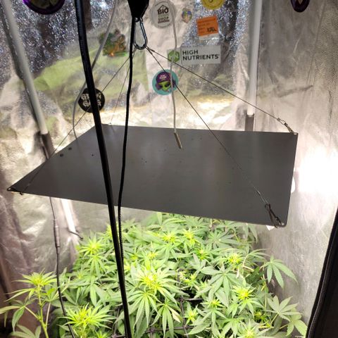 Wedding Cake #1 growlog photo: Antes do lollipopping.