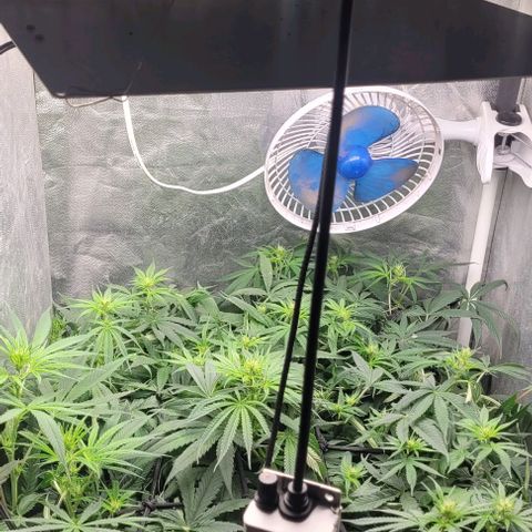 Wedding Cake #1 growlog photo: Antes do lollipopping.