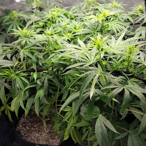 Wedding Cake #1 growlog photo: Antes do lollipopping.