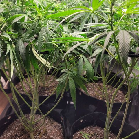 Wedding Cake #1 growlog photo: Depois do lollipping.