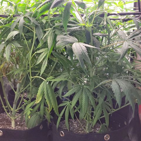 Wedding Cake #1 growlog photo: Antes do lollipopping.