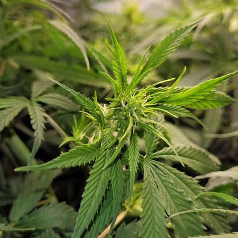 Wedding Cake #1 growlog photo: Depois do lollipping.