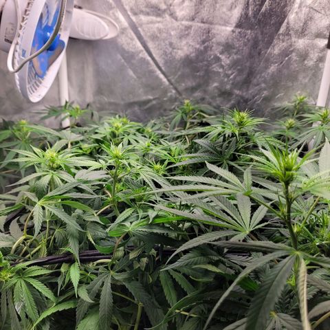 Wedding Cake #1 growlog photo: Antes do lollipopping.