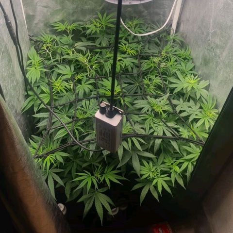 Wedding Cake #1 growlog timeline photo