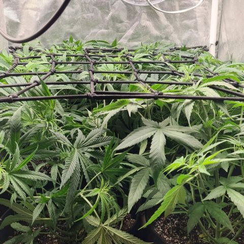 Wedding Cake #1 growlog timeline photo