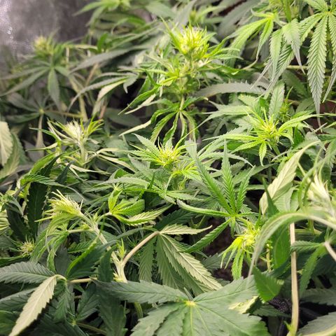 Wedding Cake #1 growlog photo: Depois do lollipping.