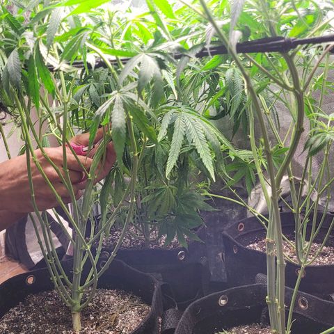 Wedding Cake #1 growlog photo: Depois do lollipping.