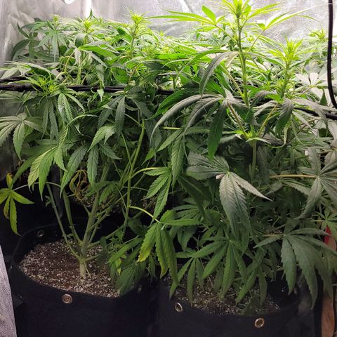 Wedding Cake #1 growlog photo: Antes do lollipopping.