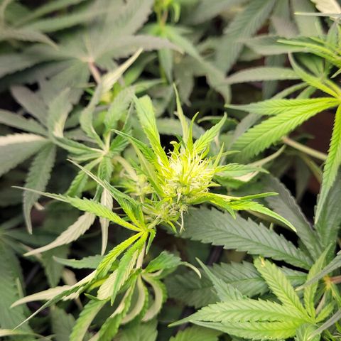 Wedding Cake #1 growlog photo: Depois do lollipping.