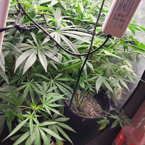 Wedding Cake #1 growlog photo: Antes do lollipopping.