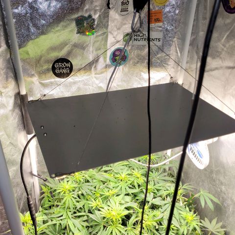 Wedding Cake #1 growlog photo: Antes do lollipopping.