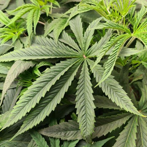 Wedding Cake #1 growlog timeline photo